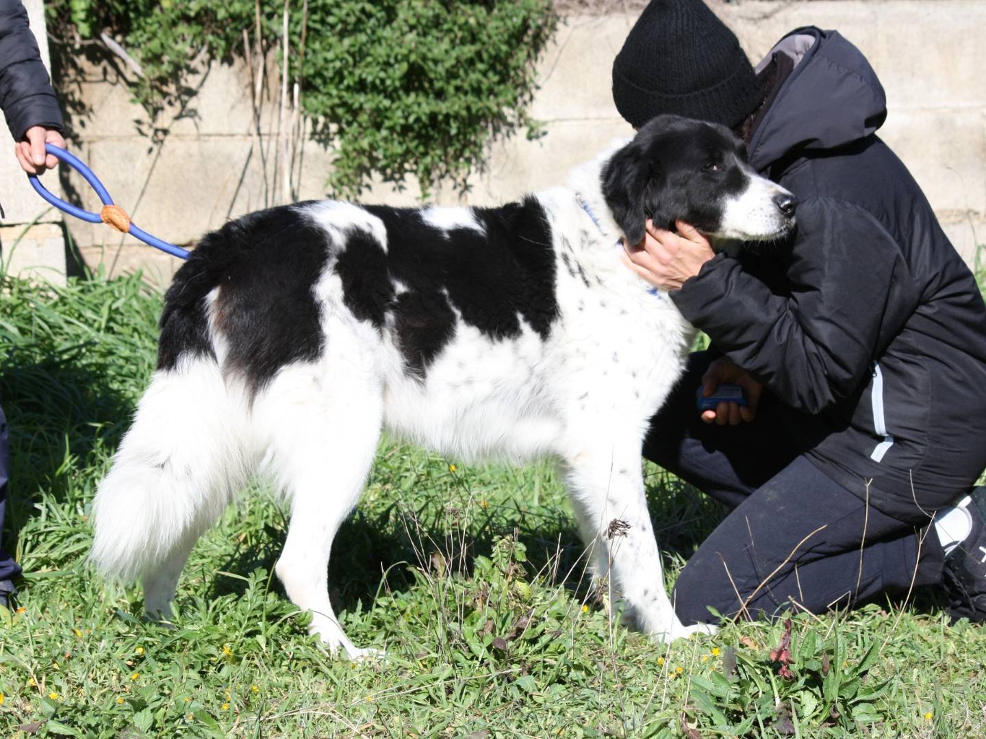 Vuoi adottare un cane a Bari?