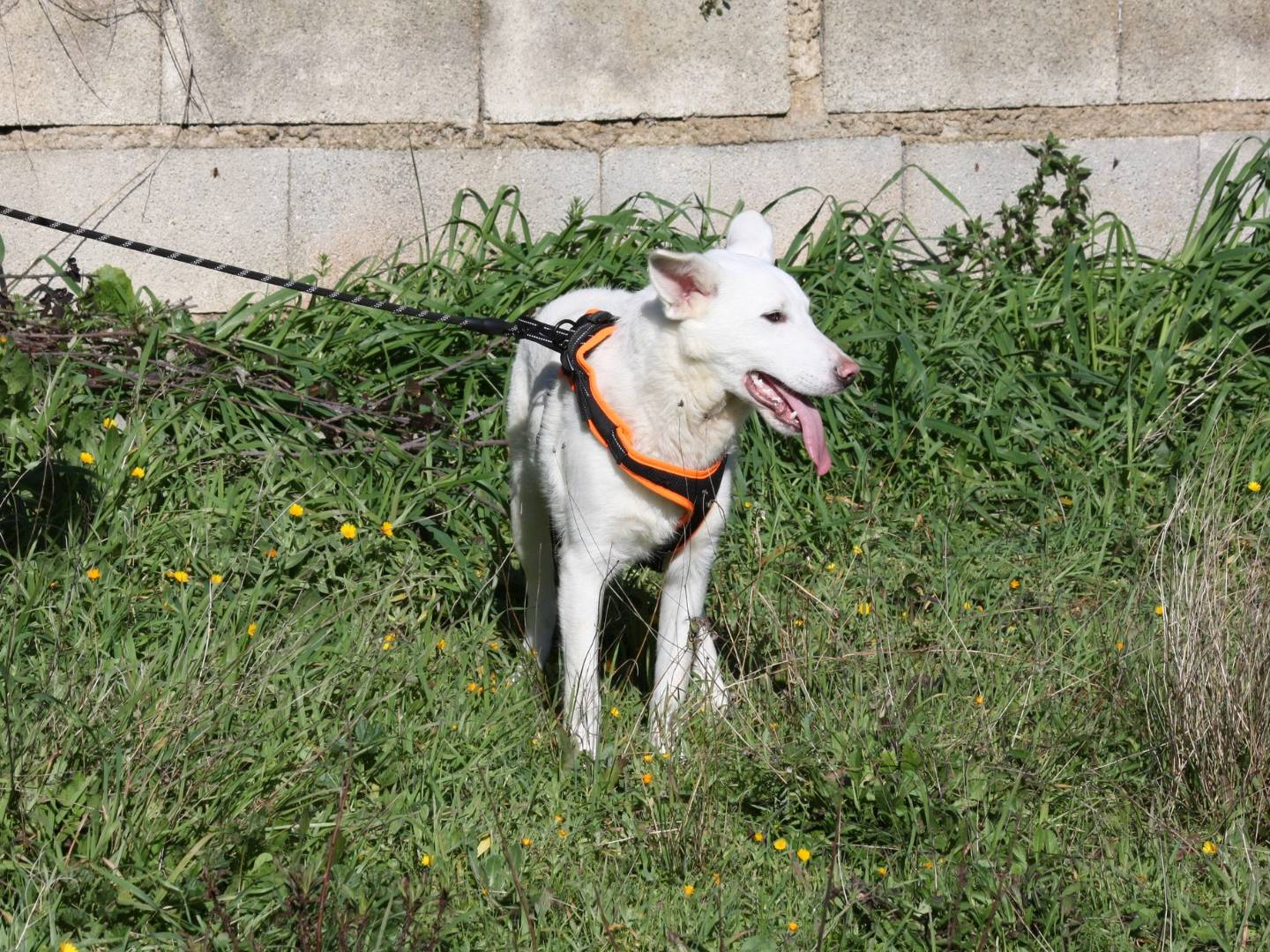 Adotta il cane Erik a Bari