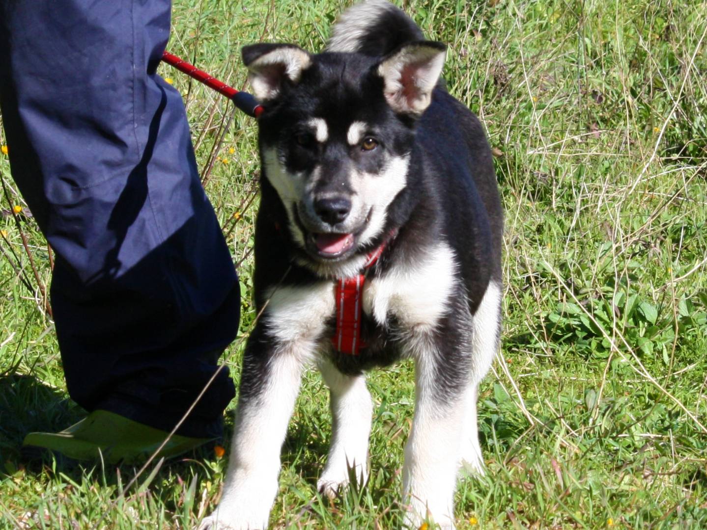 Adotta un cane, femmina, 3 mesi, Bari