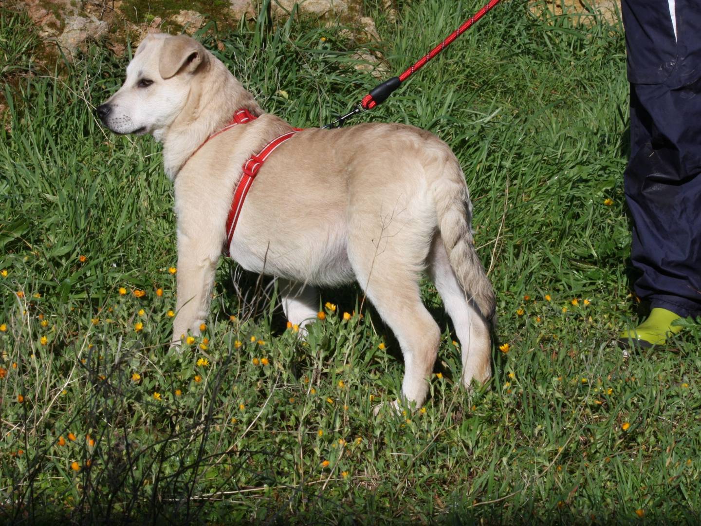 Adotta un cane, taglia grande, maschio, Bari