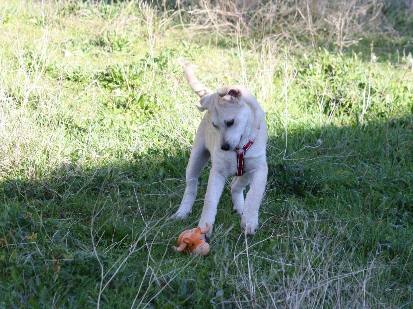 Adotta il cane Ettore a Bari
