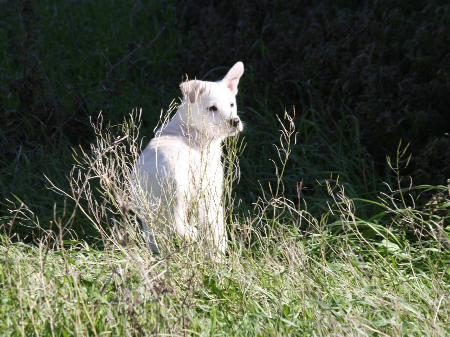 Adozione cane, femmina, Razza sconosciuta Razza sconosciuta, 3 mesi, taglia media, Bari