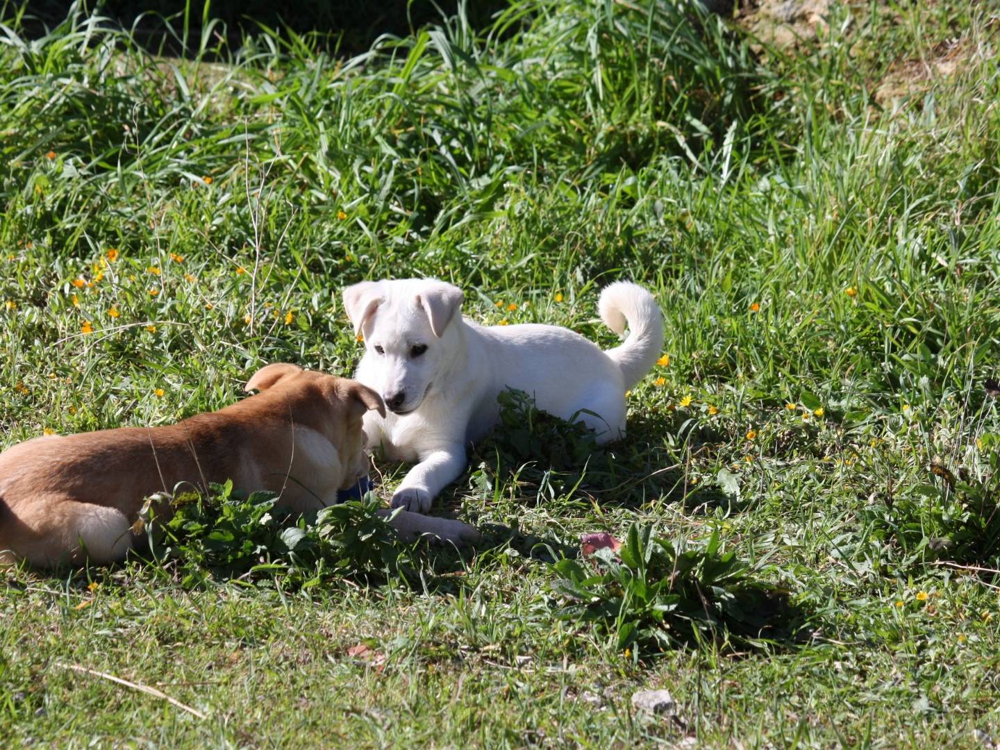 Adotta un cane, femmina, 3 mesi, Bari