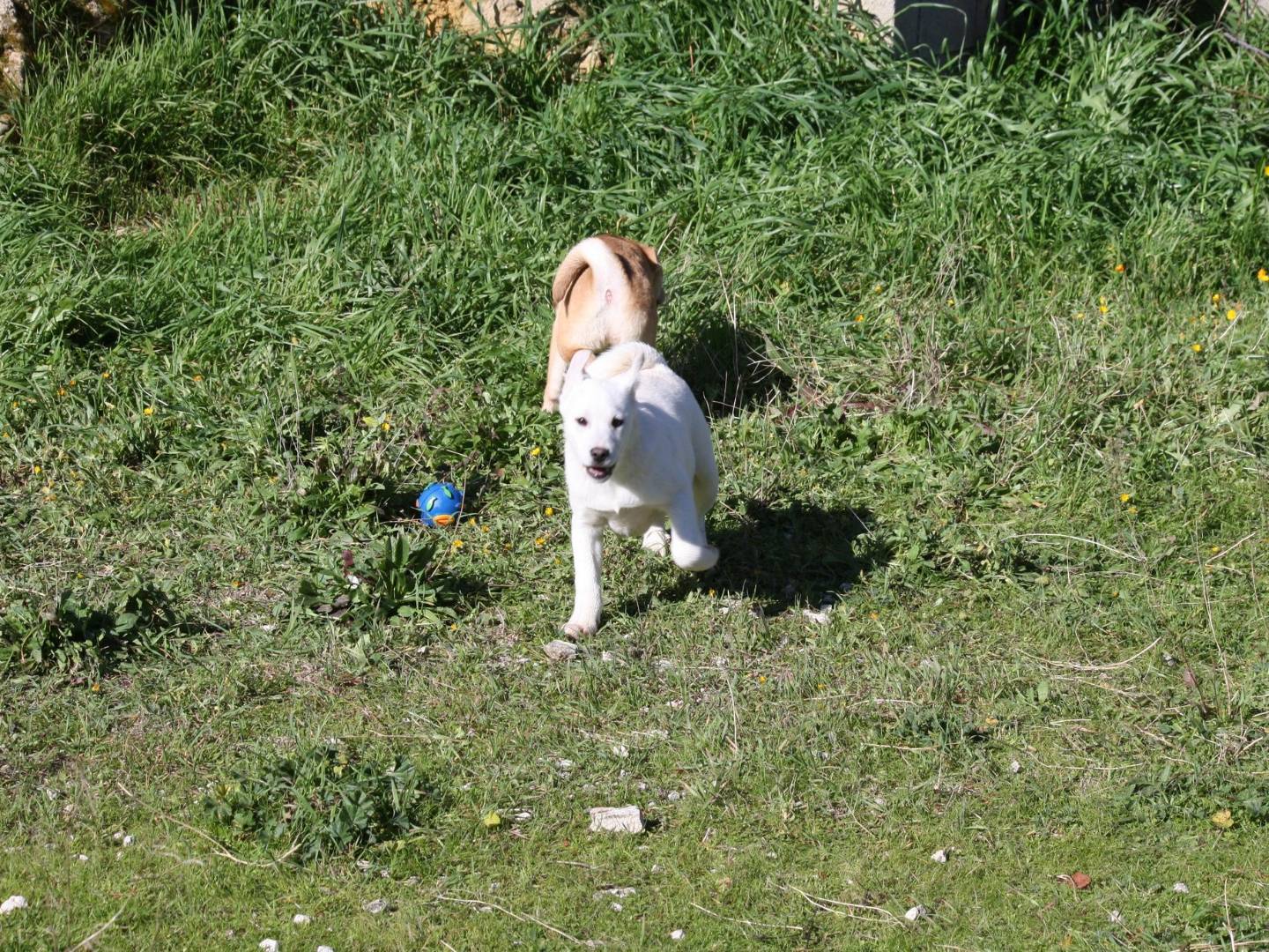 Adotta il cane Scintilla a Bari