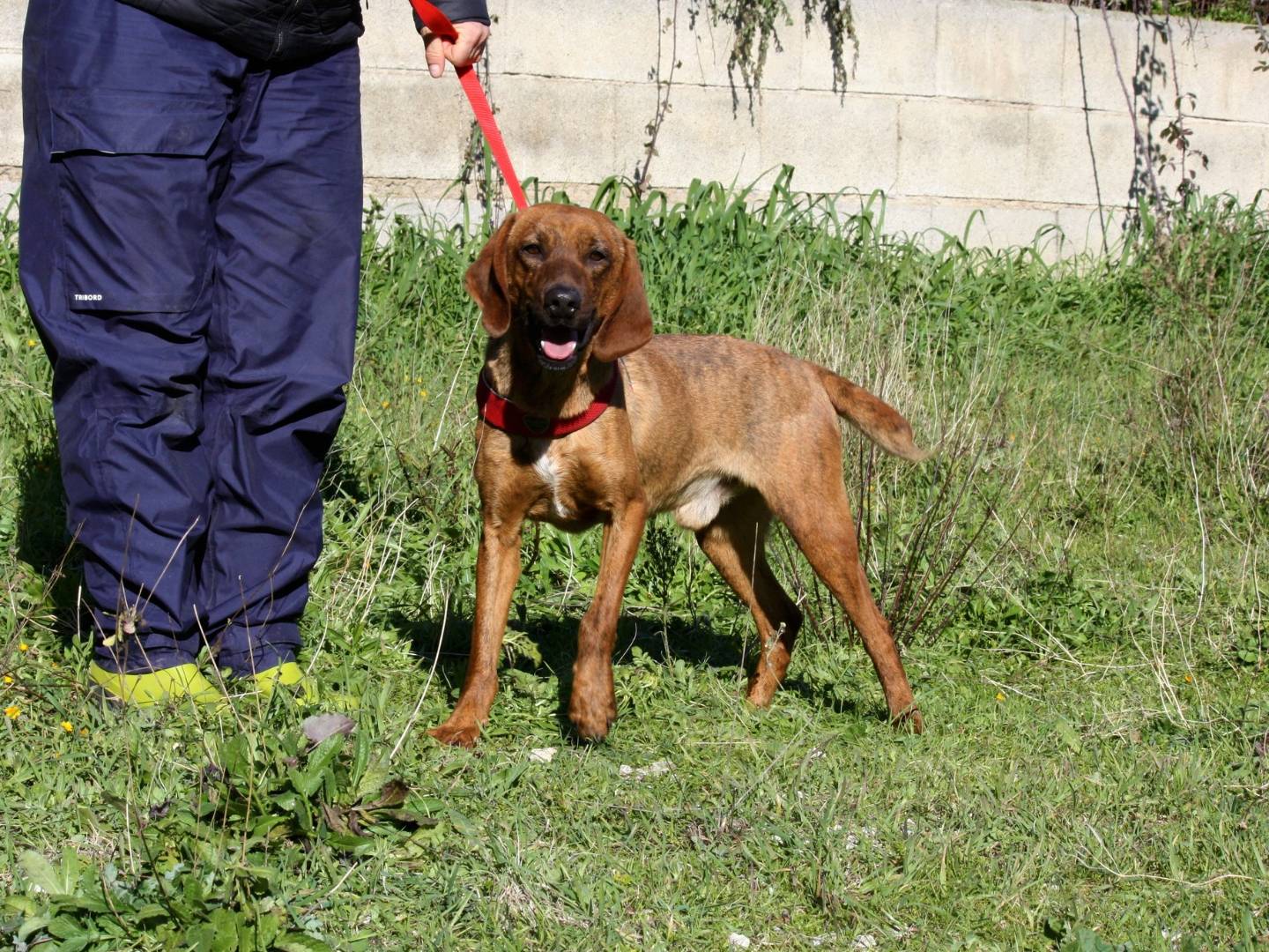 Adotta un cane, maschio, 2 anni e 4 mesi, Bari