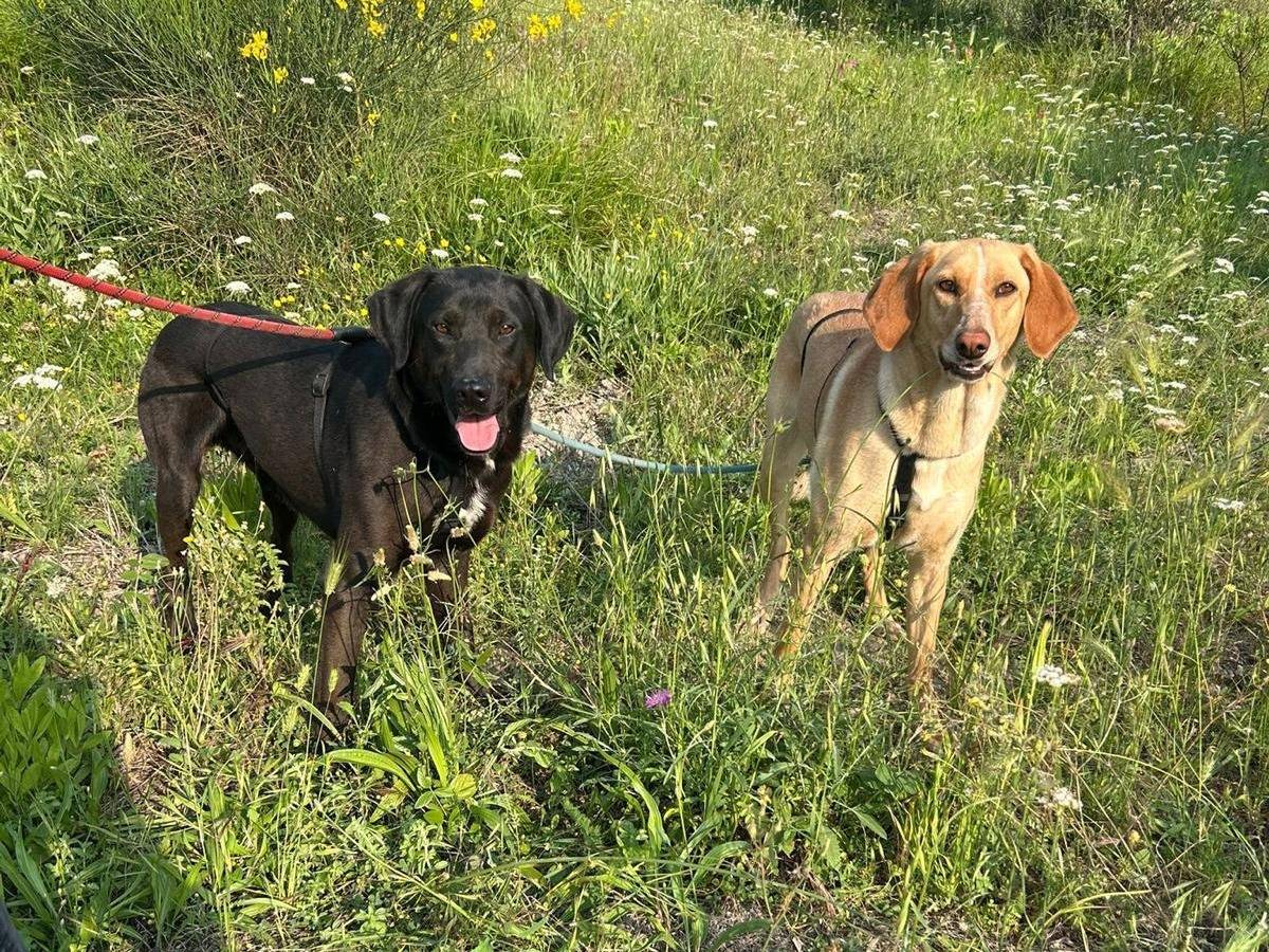 Adotta un cane, maschio, 3 anni, Catanzaro
