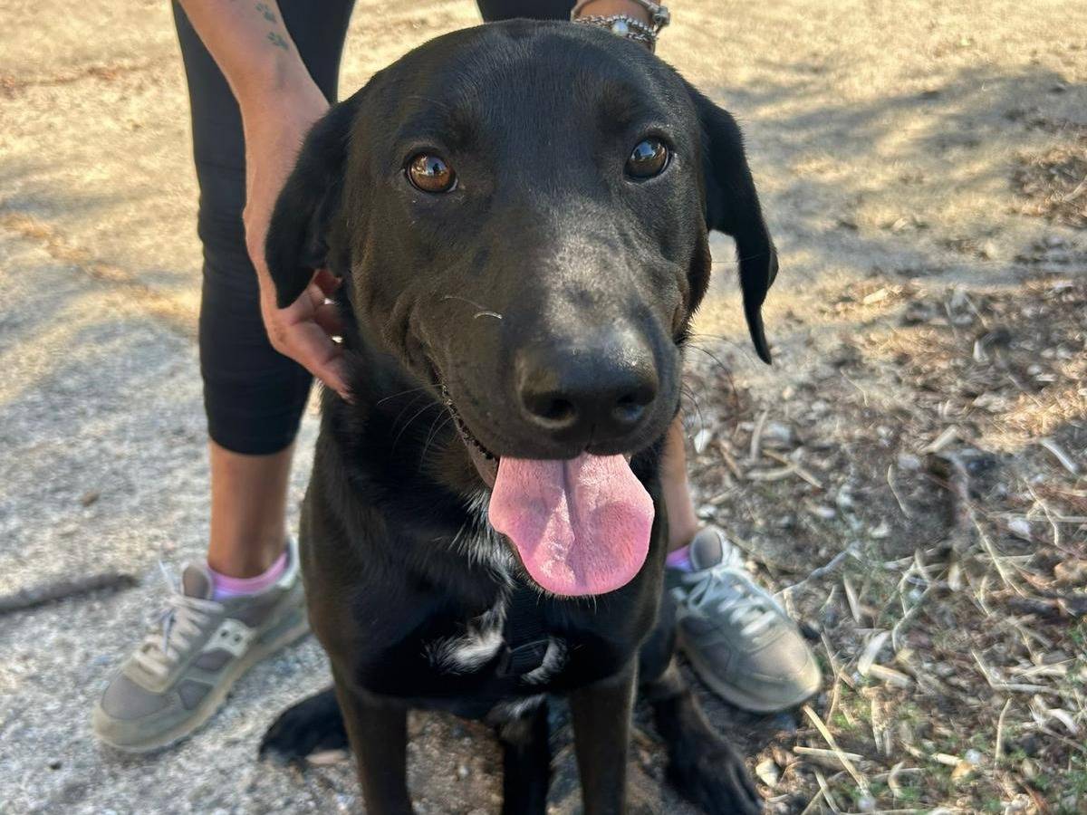 Adotta un cane, taglia media, maschio, Catanzaro