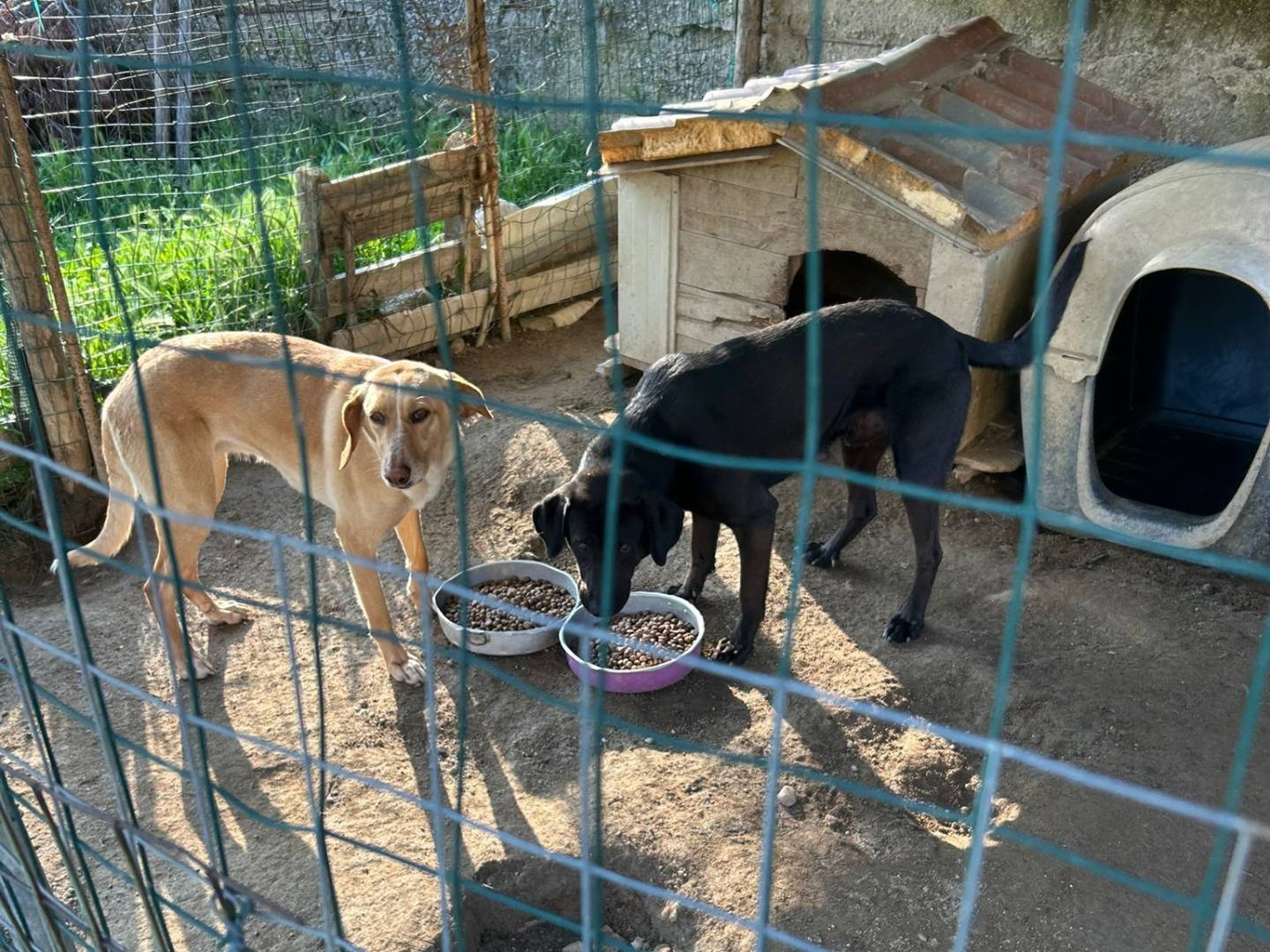 Vuoi adottare un cane a Catanzaro?