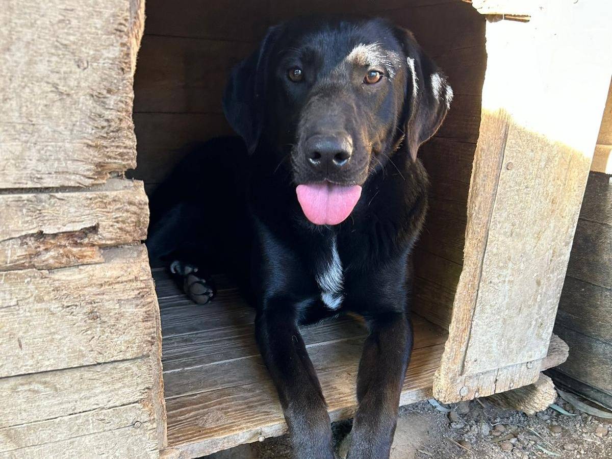 Adotta il cane ROBY a Catanzaro