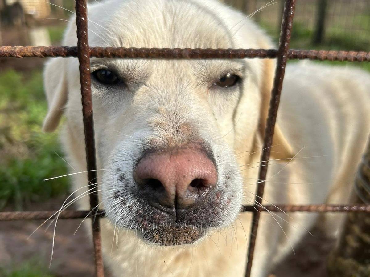 Adotta un cane, maschio, 3 anni e 1 mese, Catanzaro