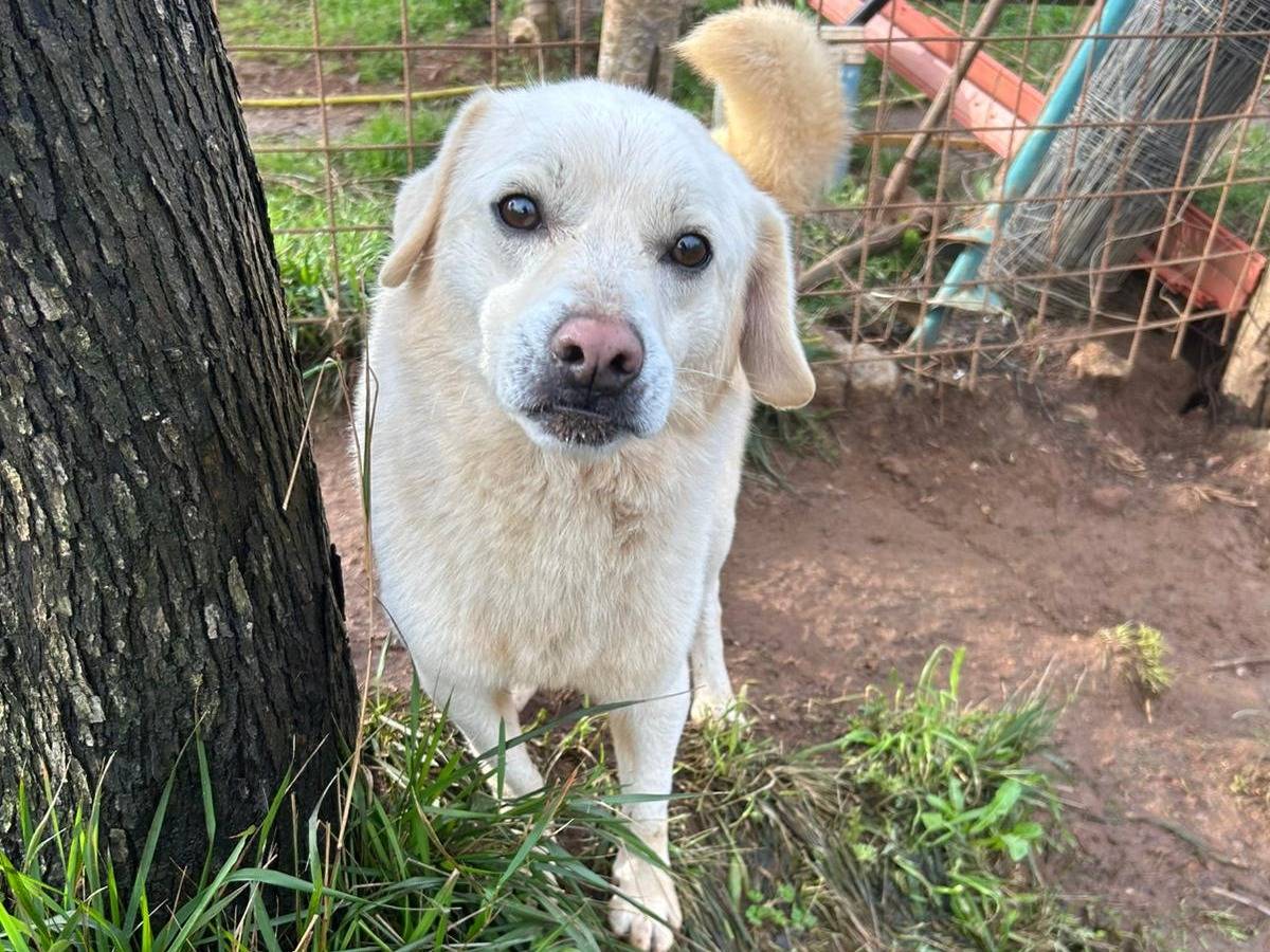 Vuoi adottare un cane a Catanzaro?
