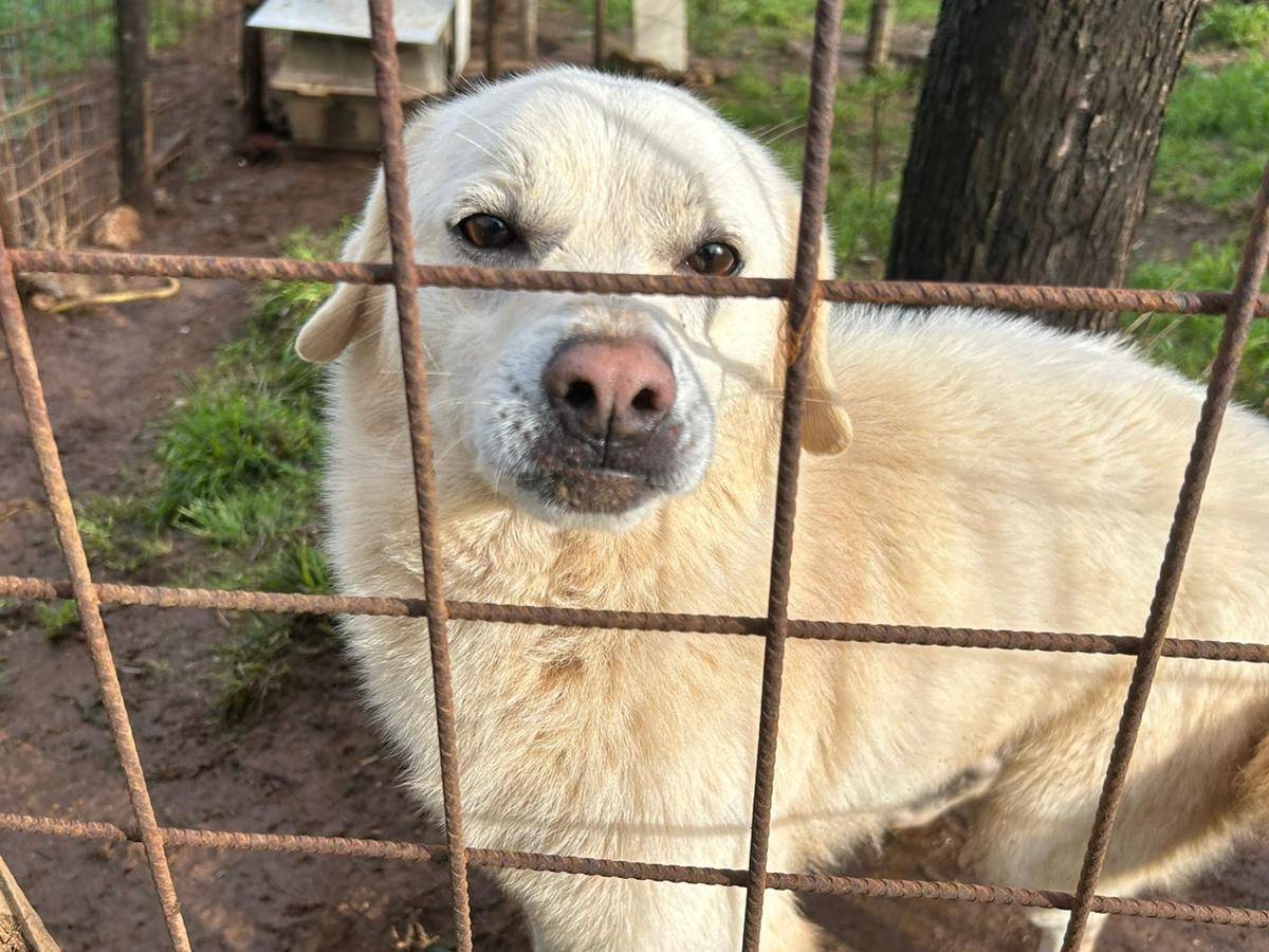 Adotta il cane LEO a Catanzaro
