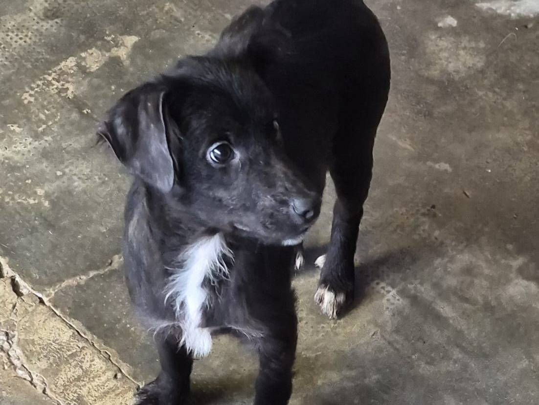 Adozione cane, maschio, Razza sconosciuta Razza sconosciuta, 4 mesi, taglia media, Milano