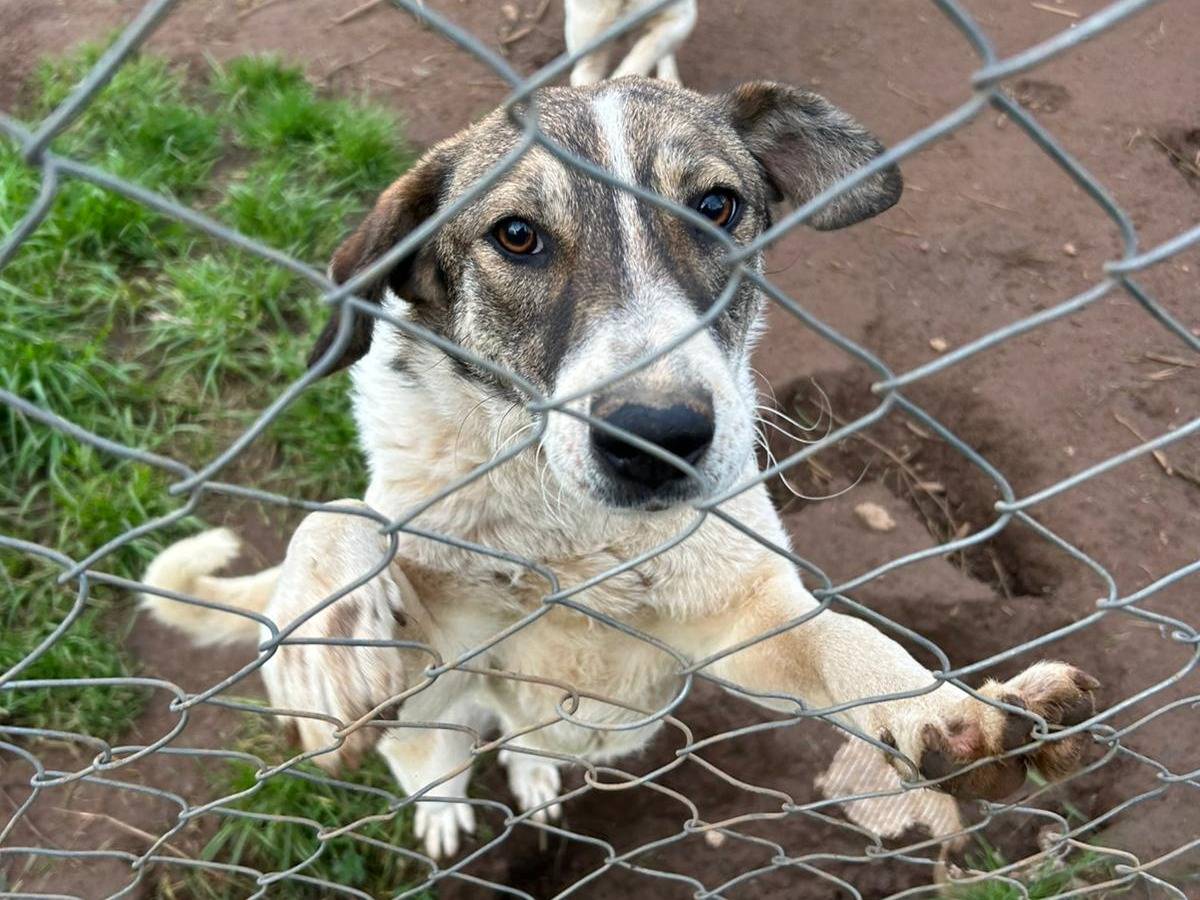 Adozione cane, femmina, Razza sconosciuta Razza sconosciuta, 1 anno e 8 mesi, taglia media, Catanzaro