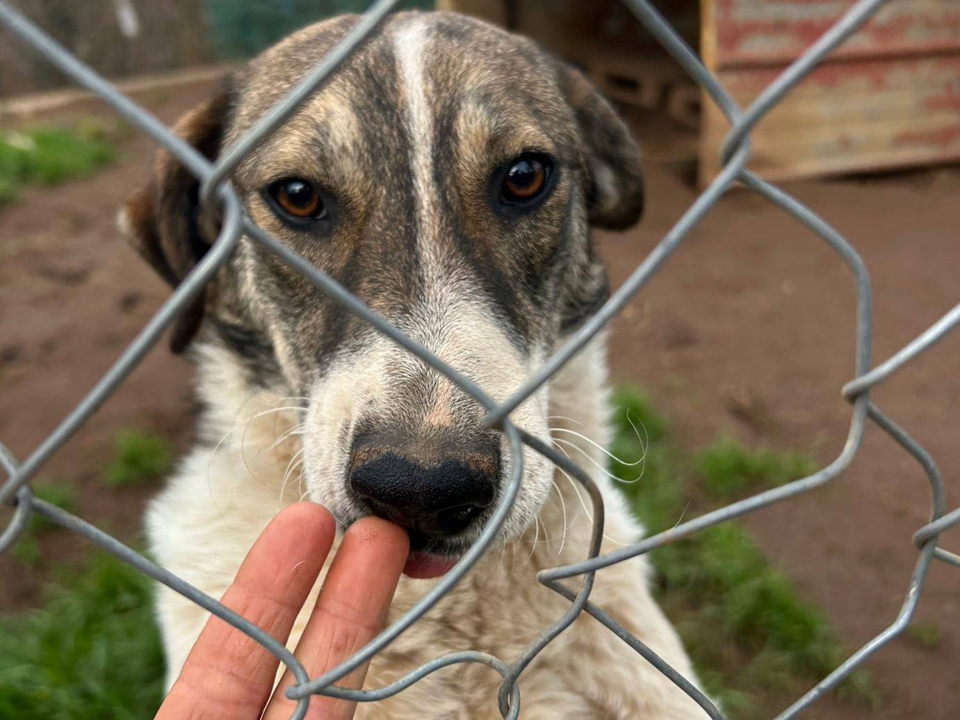 Adotta un cane, femmina, 1 anno e 8 mesi, Catanzaro