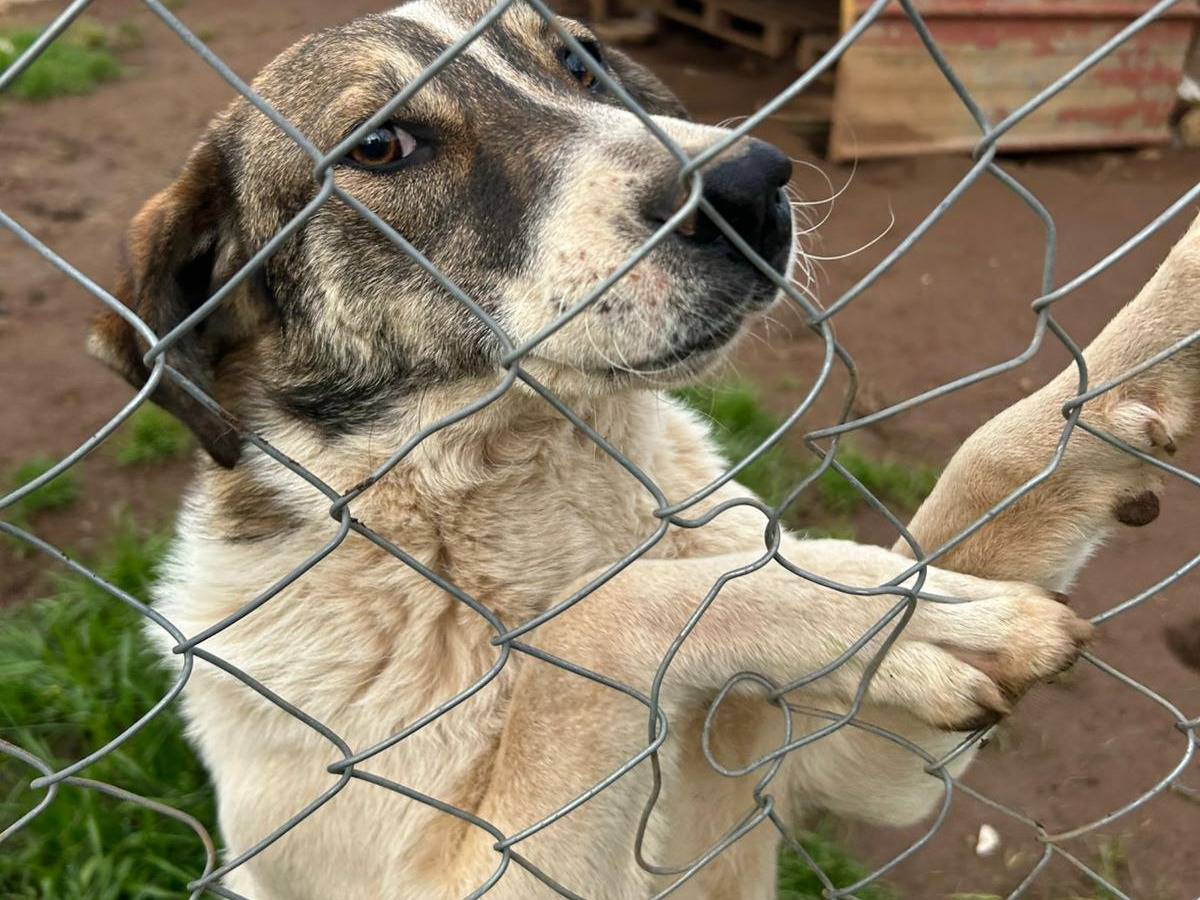 Adotta un cane, taglia media, femmina, Catanzaro