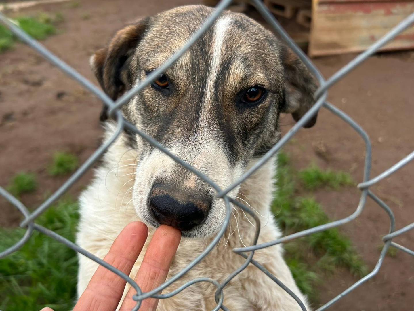 Vuoi adottare un cane a Catanzaro?