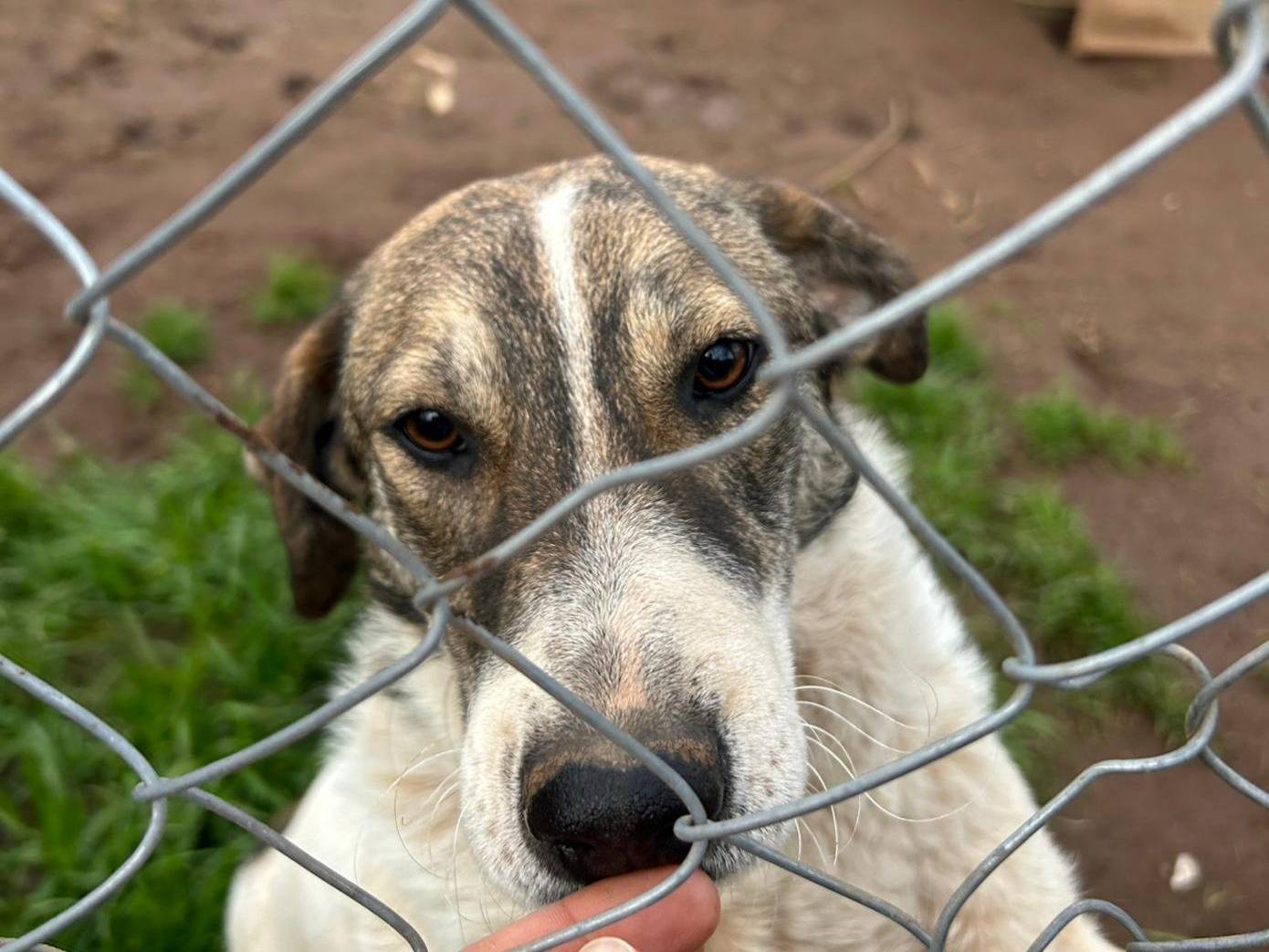 Adotta il cane BIRBA a Catanzaro