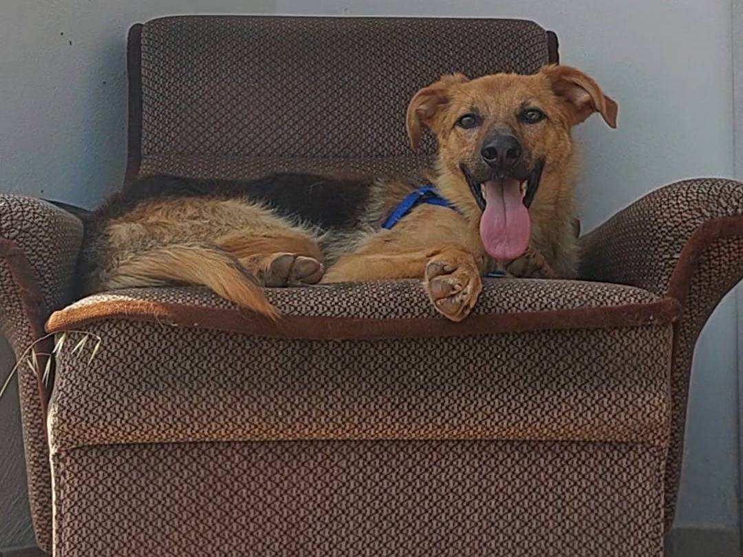 Adotta un cane, taglia media, maschio, Bari