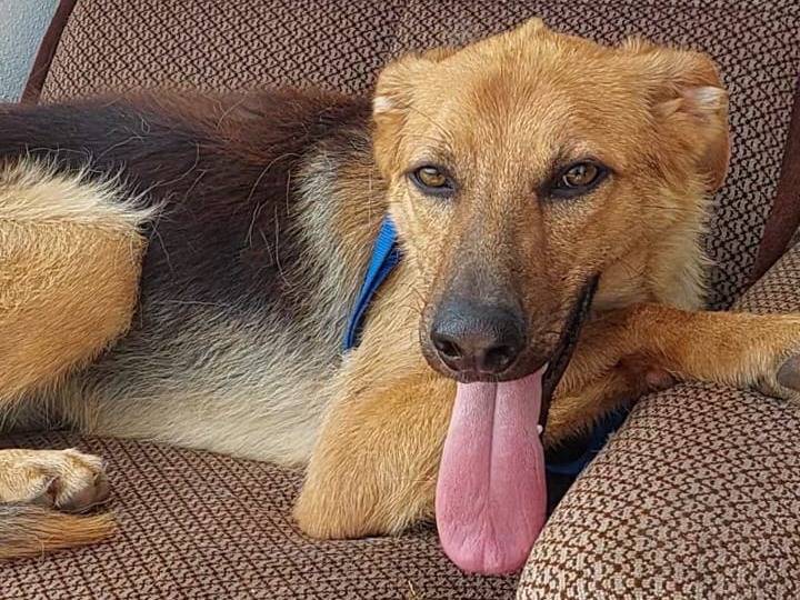 Vuoi adottare un cane a Bari?