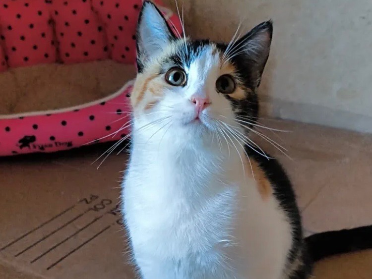 Adozione gatto, femmina, Razza sconosciuta Razza sconosciuta, 8 mesi, taglia non valida, Bari