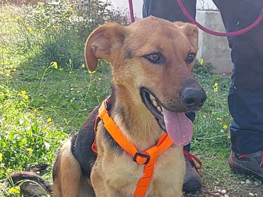 Vuoi adottare un cane a Bari?