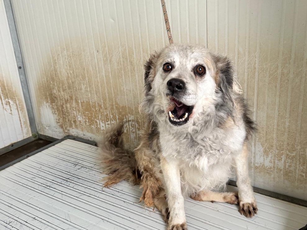 Adozione cane, femmina, Razza sconosciuta Razza sconosciuta, 7 anni e 1 mese, taglia media contenuta, Latina