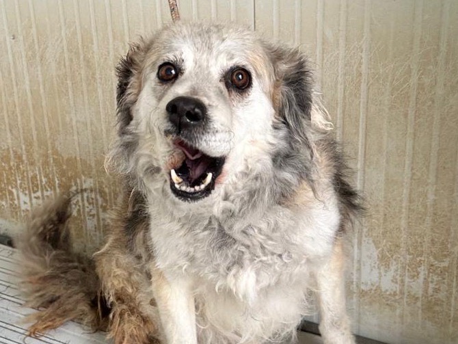 Adotta un cane, femmina, 7 anni e 1 mese, Latina