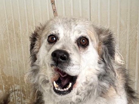 Adotta un cane, taglia media contenuta, femmina, Latina