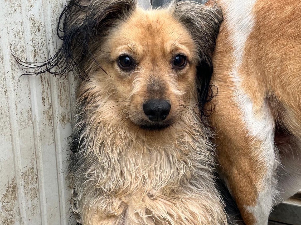 Vuoi adottare un cane a Latina?