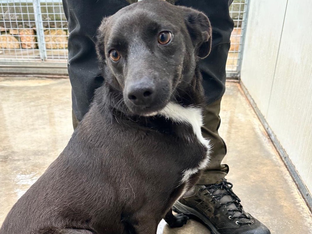Adozione cane, maschio, Razza sconosciuta Razza sconosciuta, 1 anno e 10 mesi, taglia media contenuta, Latina