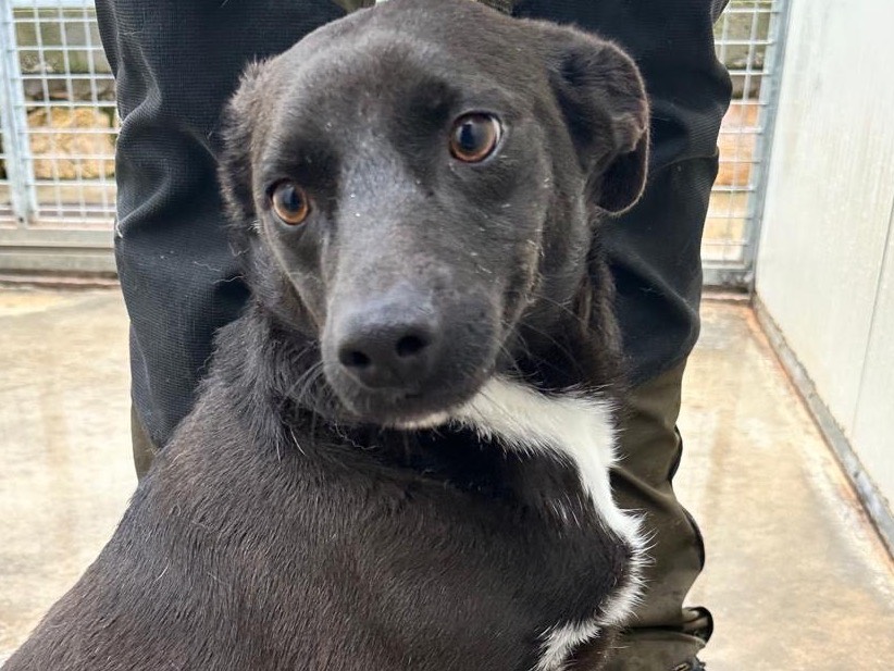 Adotta un cane, maschio, 1 anno e 10 mesi, Latina