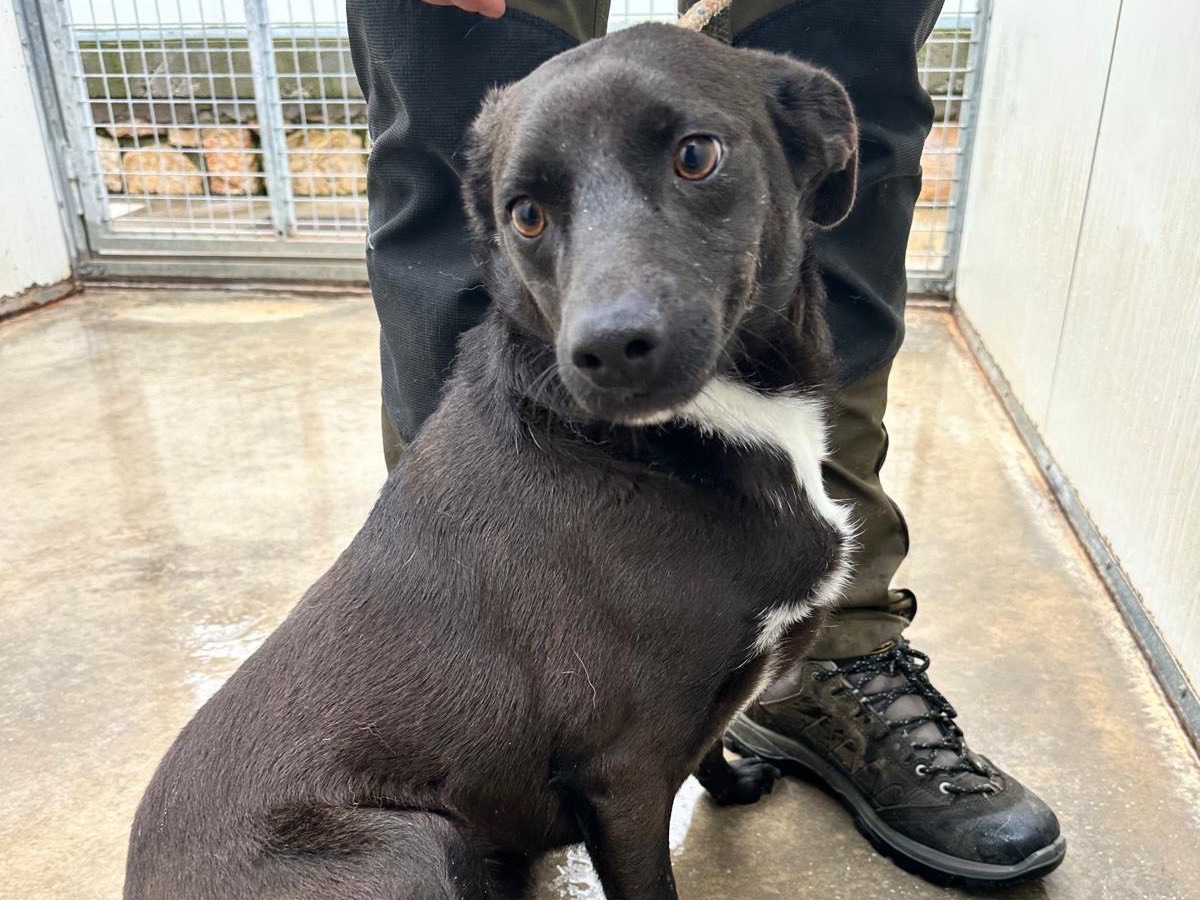 Adotta un cane, taglia media contenuta, maschio, Latina