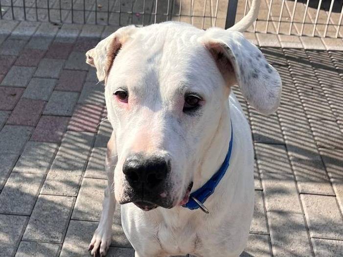 Adotta un cane, femmina, 6 anni e 11 mesi, Milano