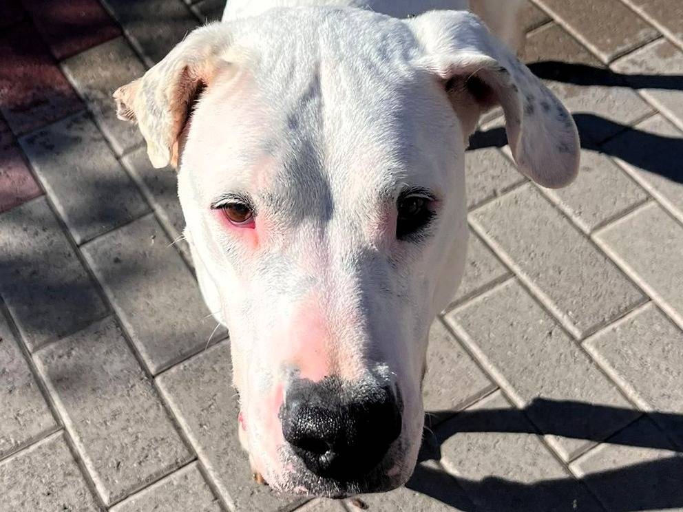 Adotta un cane, taglia media, femmina, Milano