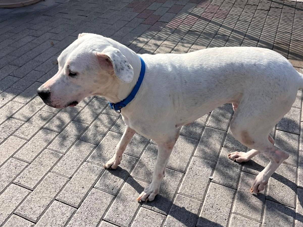 Vuoi adottare un cane a Milano?