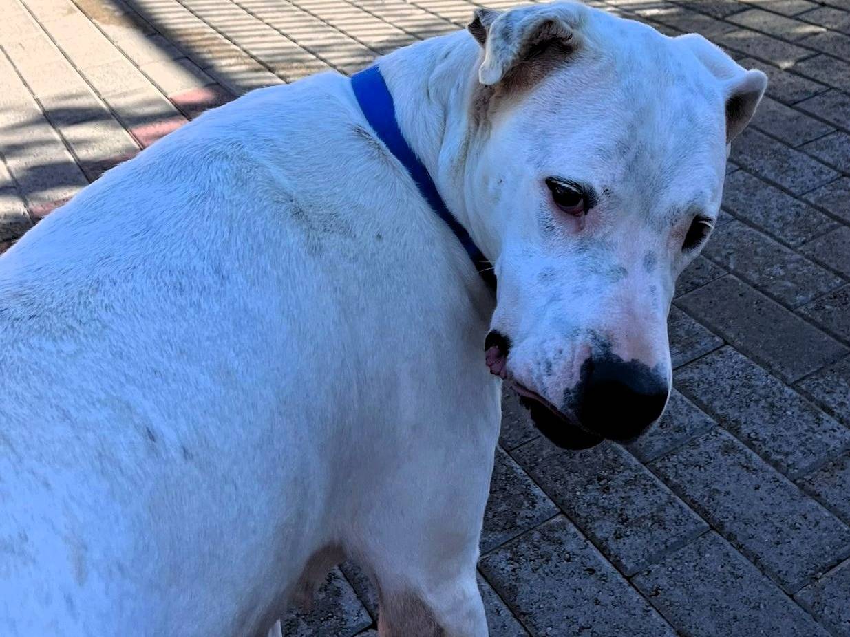 Adotta il cane LOLA a Milano