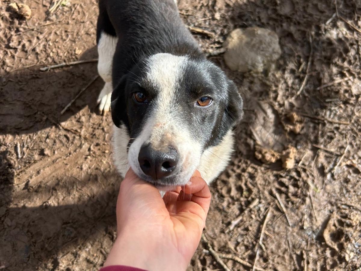 Adotta un cane, maschio, 3 anni e 10 mesi, Catanzaro