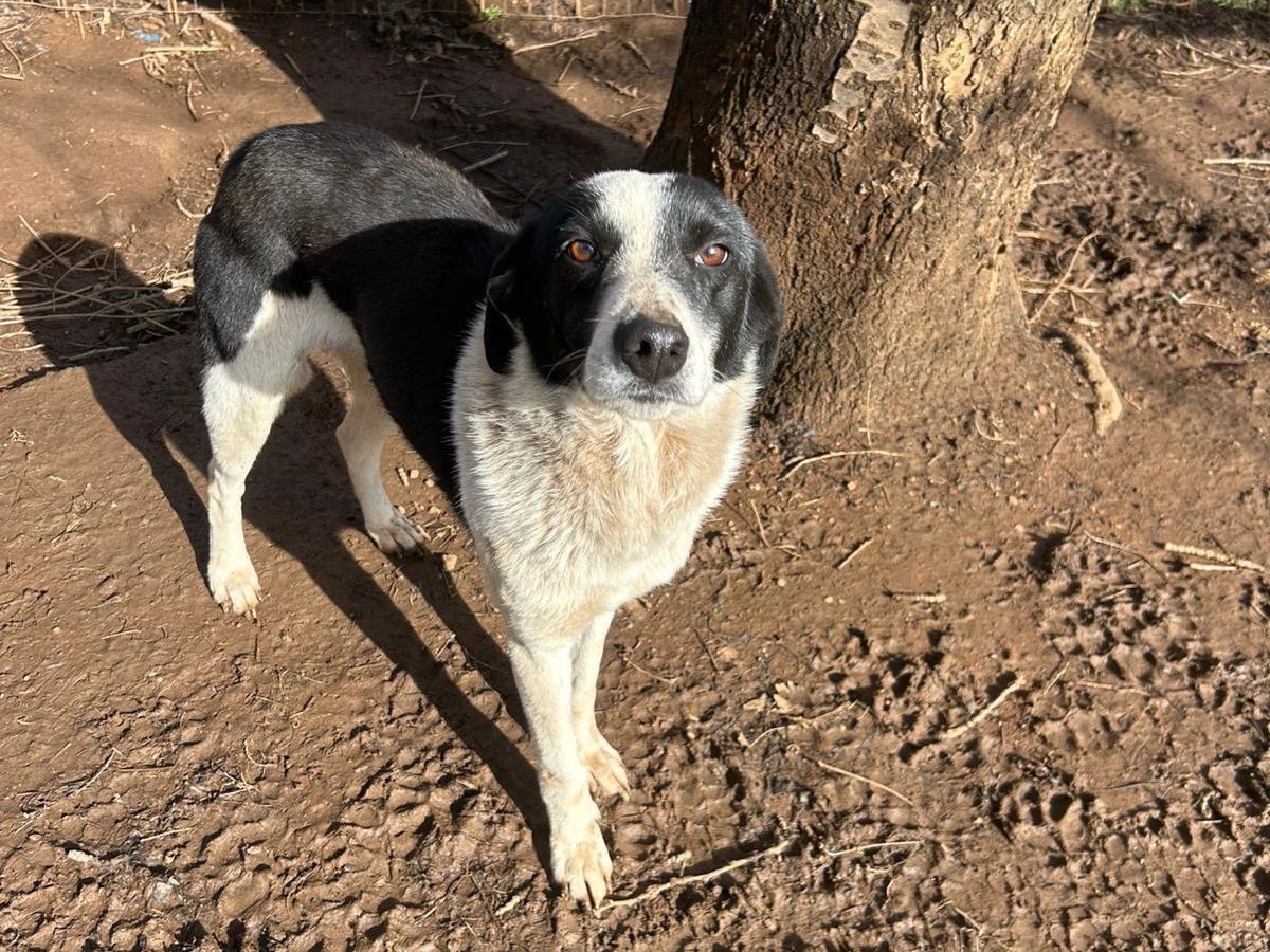 Vuoi adottare un cane a Catanzaro?