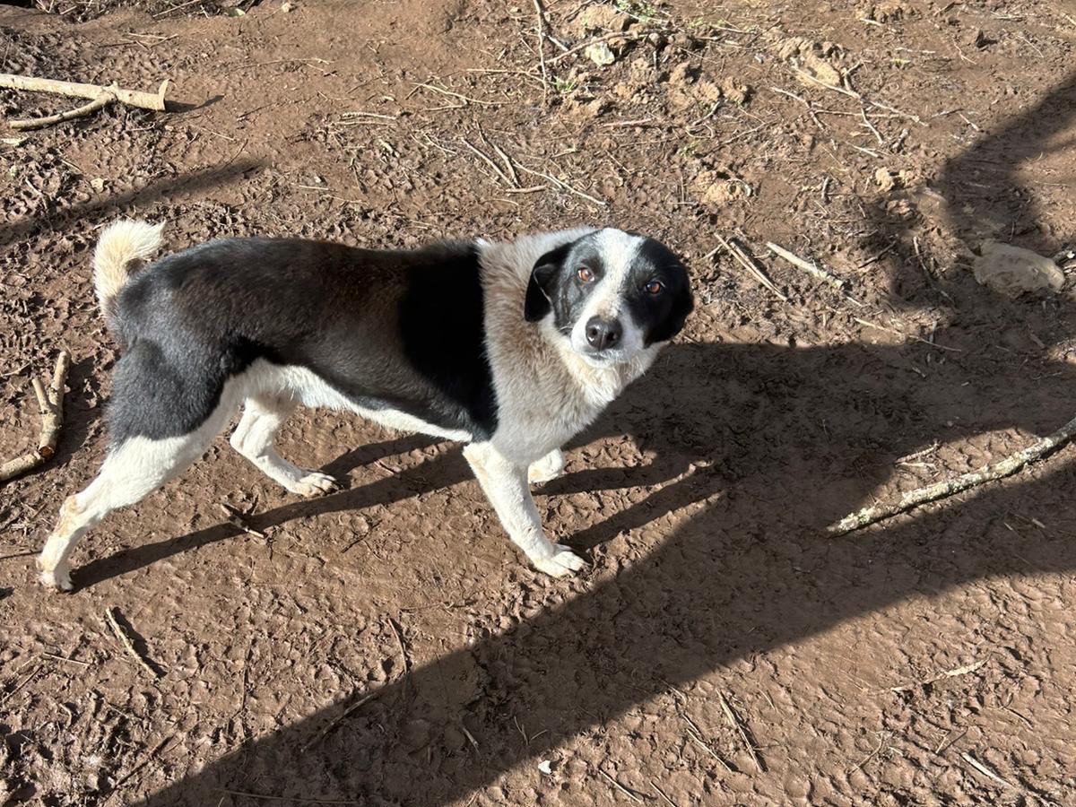 Adotta il cane Leon a Catanzaro