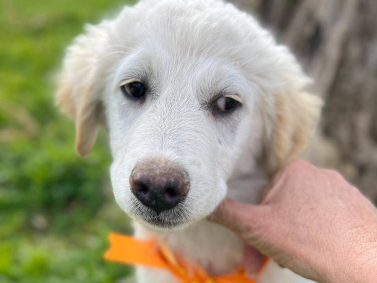 Adotta un cane, taglia grande, maschio, Siracusa