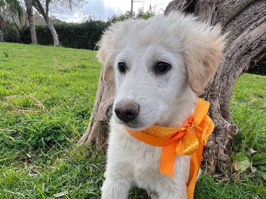 Vuoi adottare un cane a Siracusa?