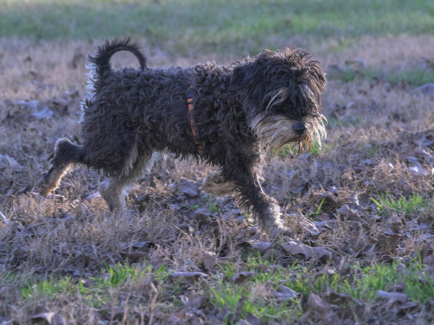 Adotta il cane FUOCO a Milano