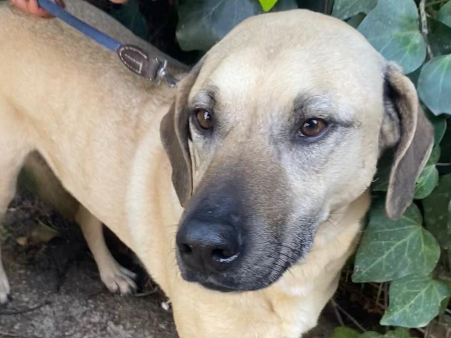 Adotta un cane, taglia grande, maschio, Siracusa