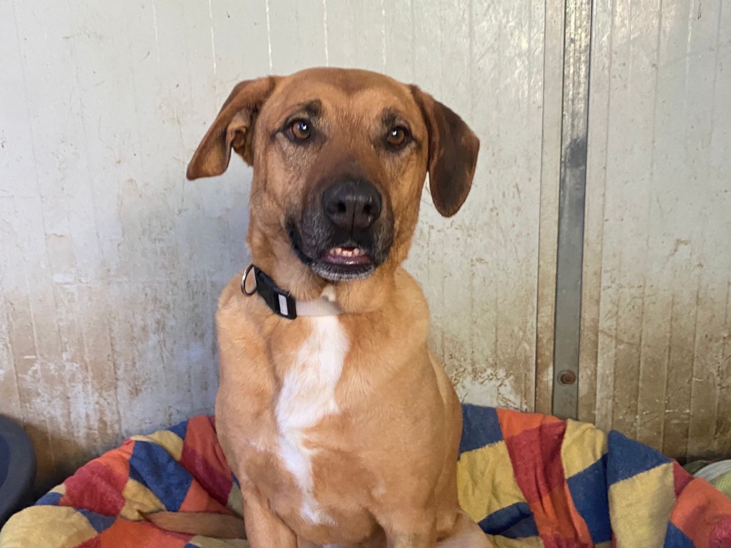 Vuoi adottare un cane a Siracusa?