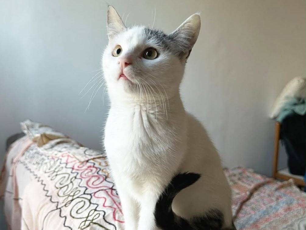 Adozione gatto, maschio, Razza sconosciuta Razza sconosciuta, 7 mesi, taglia non valida, Torino