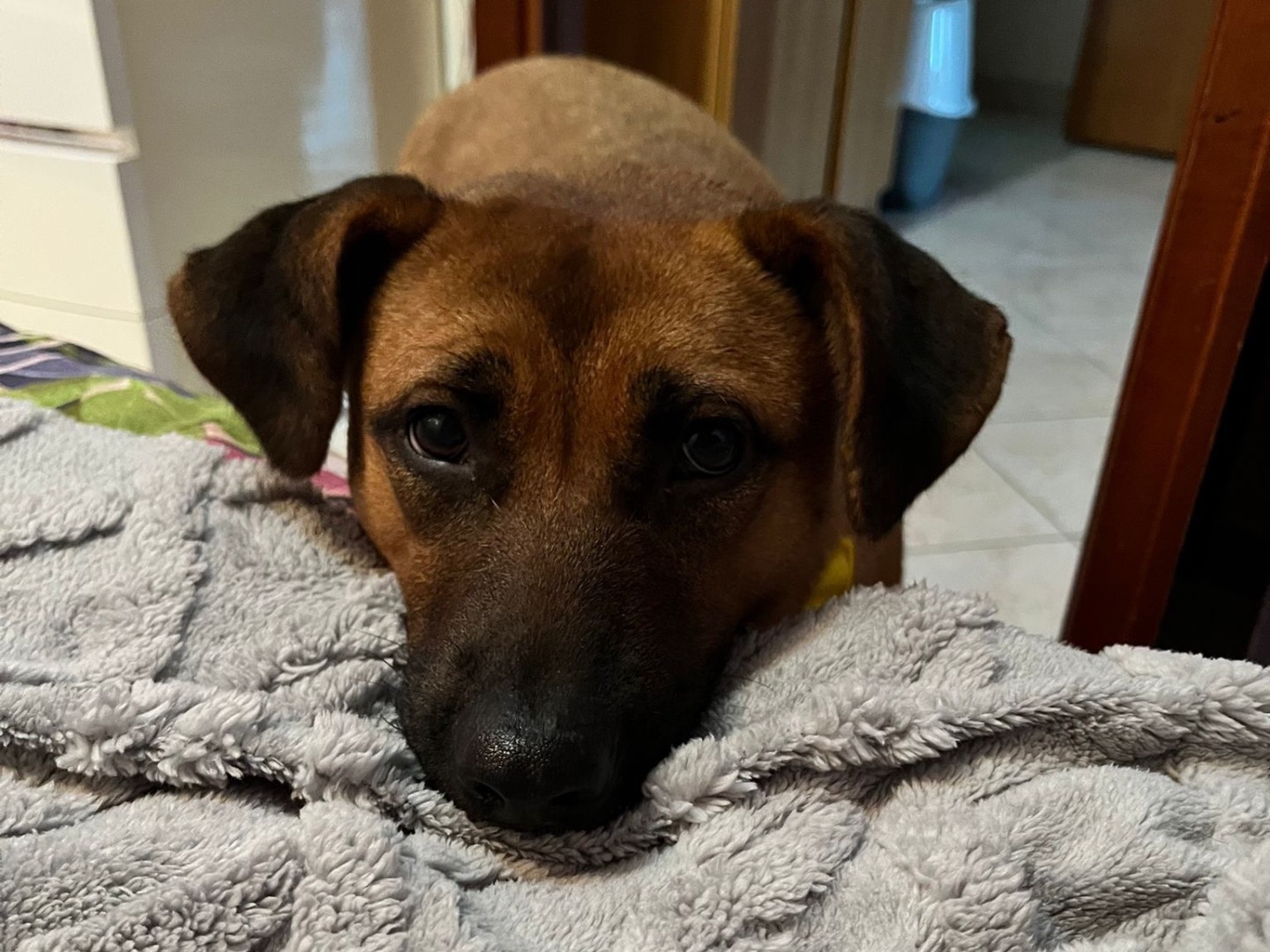 Adotta il cane MASHA a Lucca