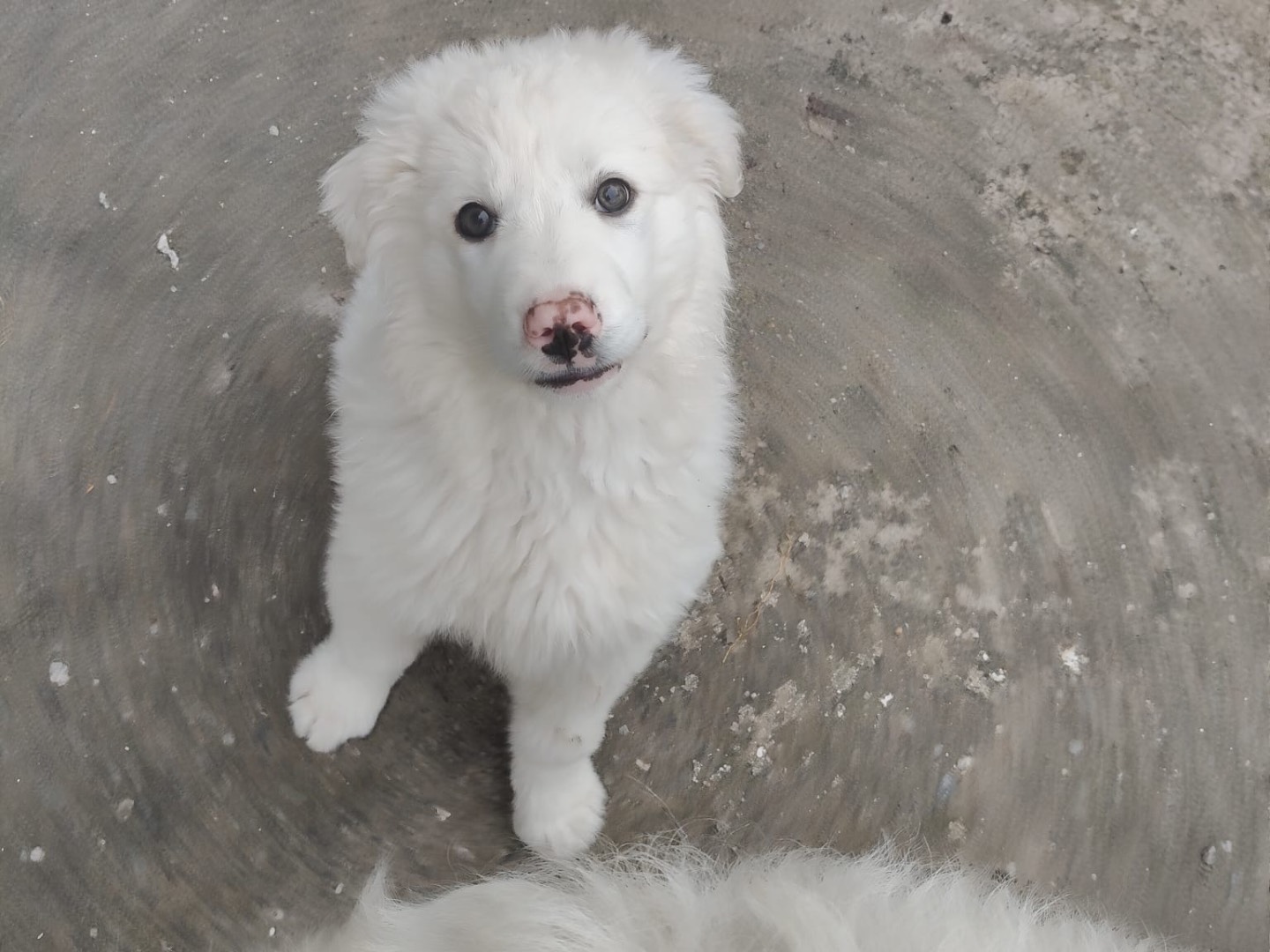 Adotta un cane, maschio, 3 mesi, Crotone