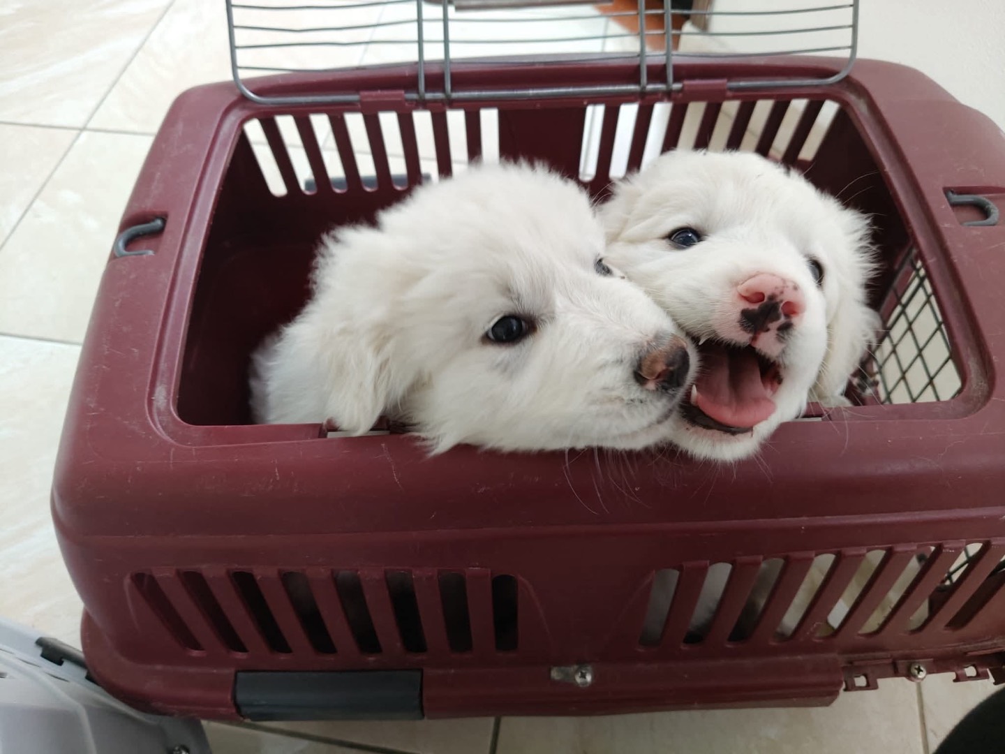 Adotta il cane ULISSE a Crotone