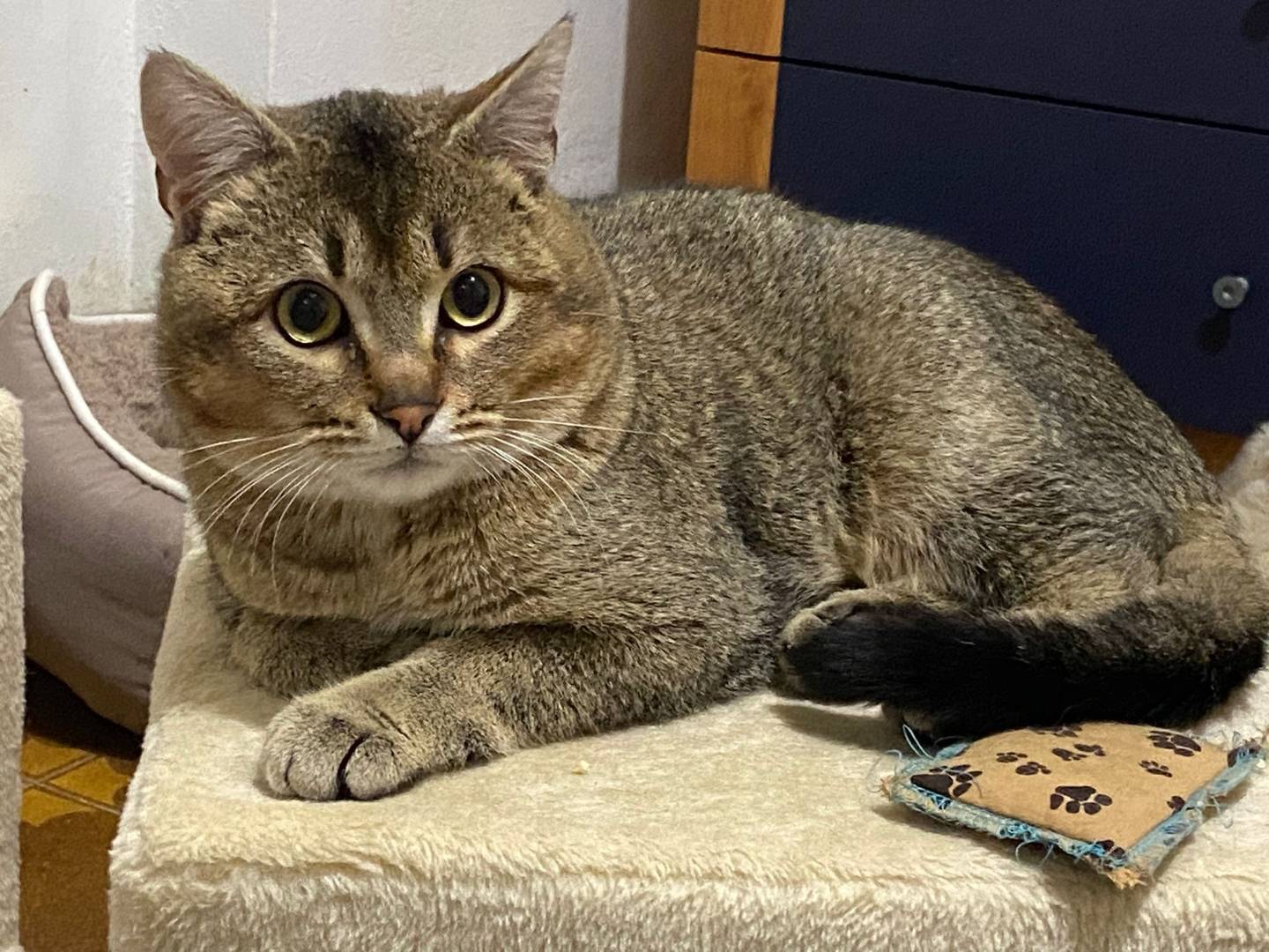 Adozione gatto, maschio, Razza sconosciuta Razza sconosciuta, 1 anno e 4 mesi, taglia non valida, Bergamo